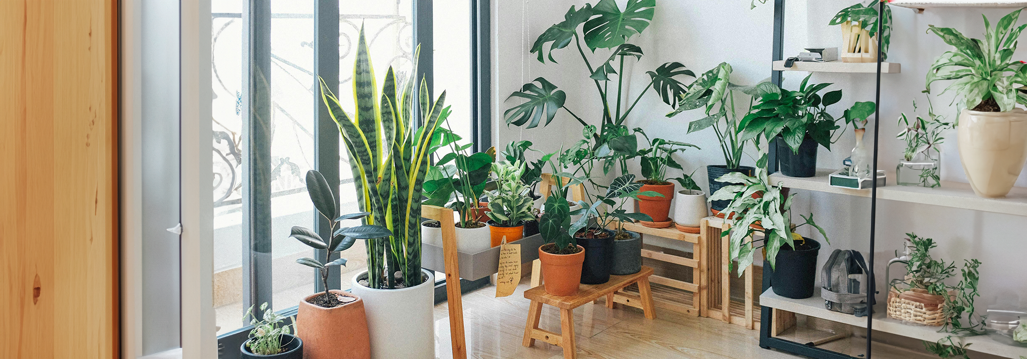 Come purificare l'aria di casa in modo naturale?