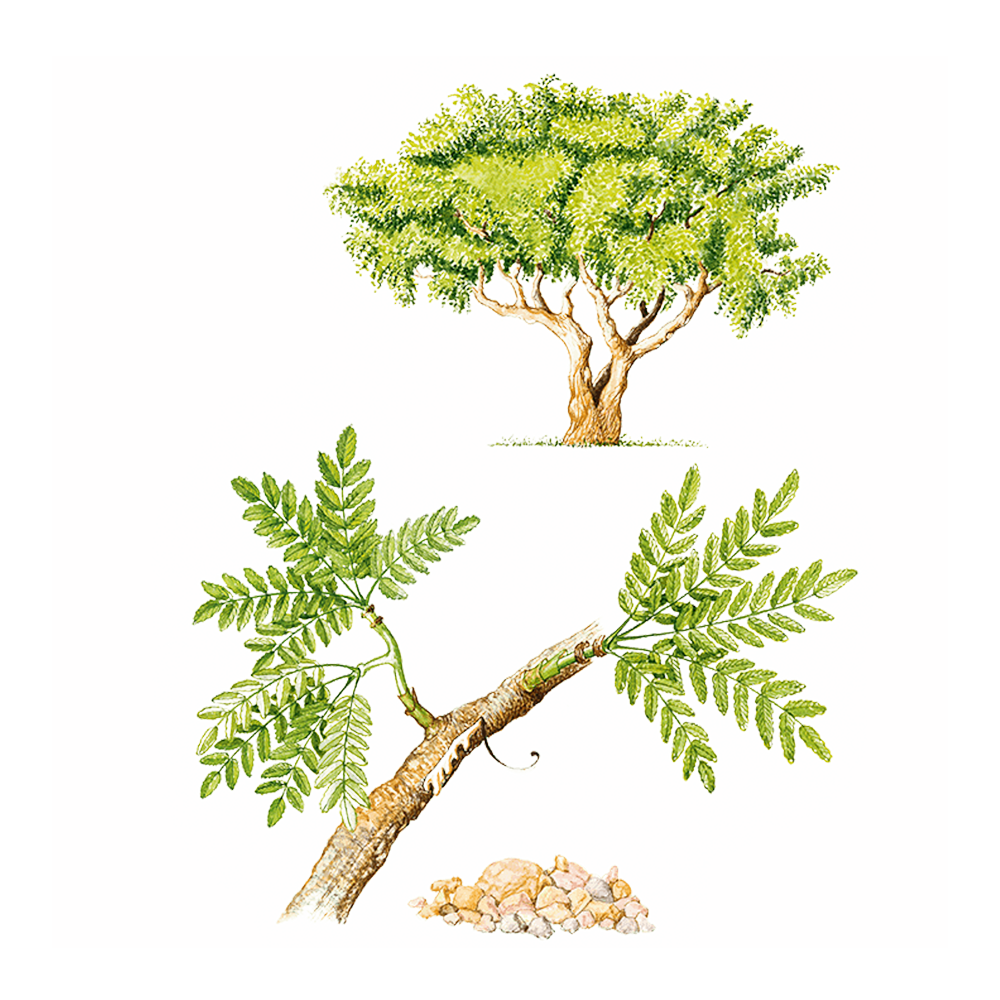 Incenso o olibano (Boswellia sacra)