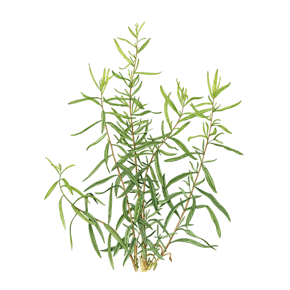 Dragoncello (Artemisia dracunculus)