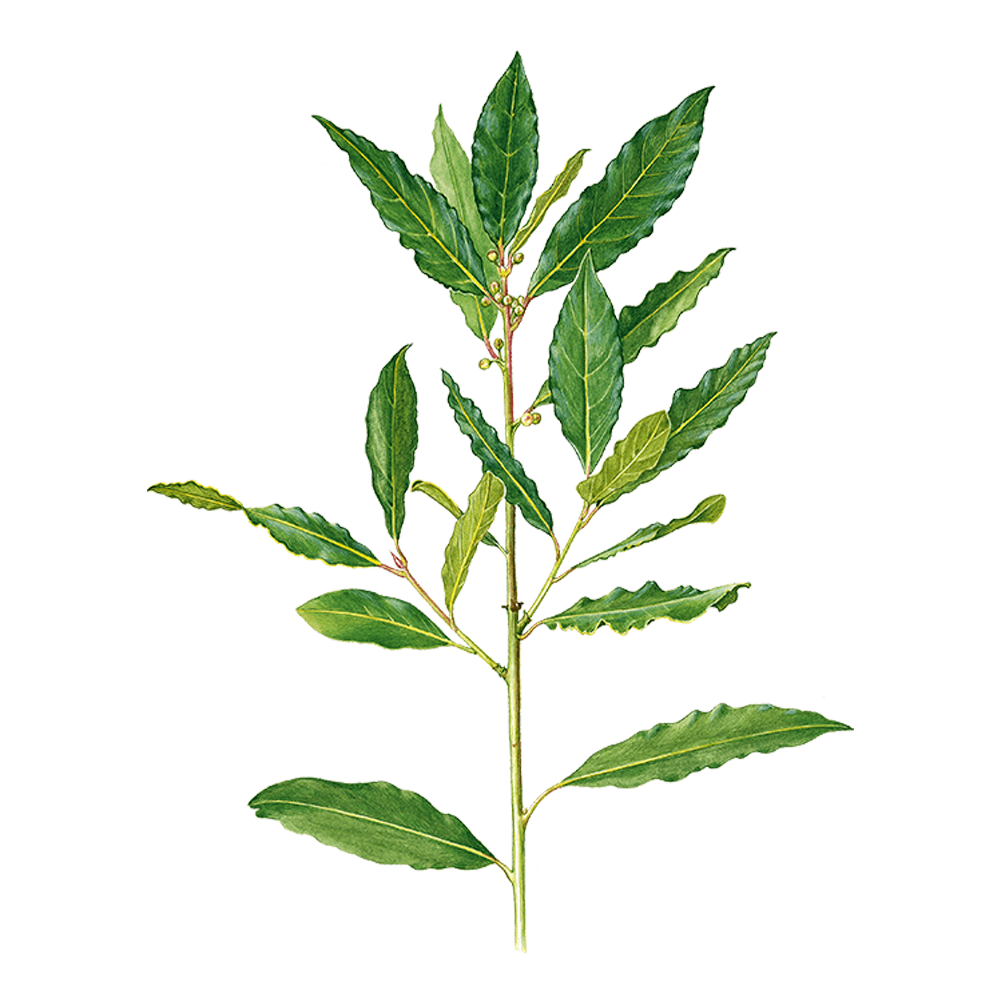 Alloro nobile (Laurus nobilis)