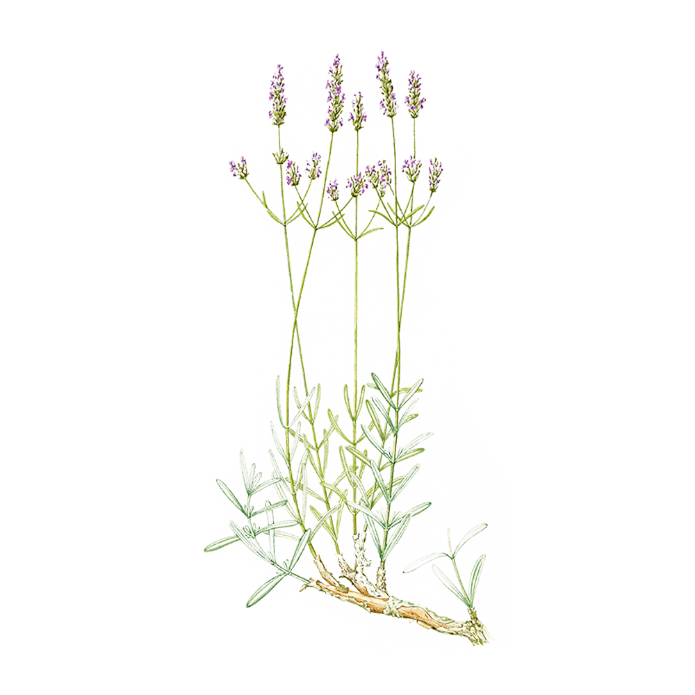 Lavanda spica (Lavandula latifolia)