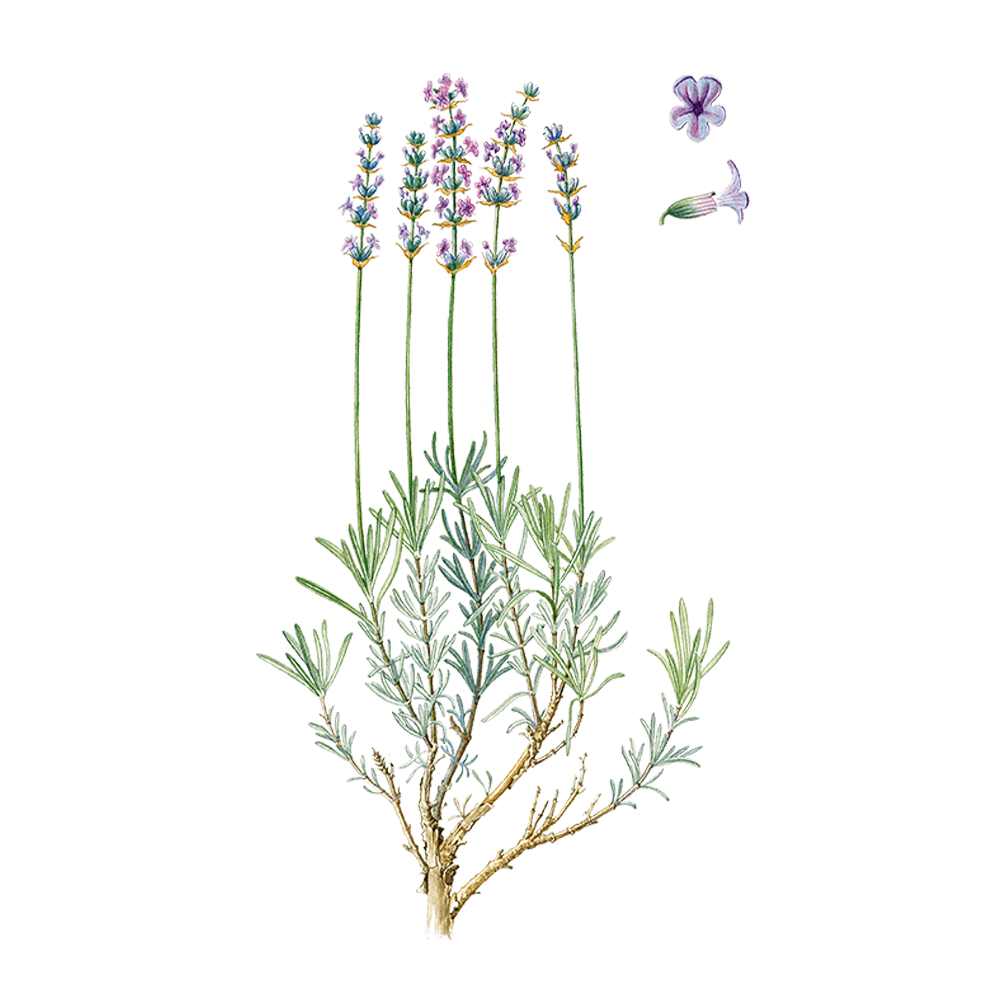 Lavandula angustifolia