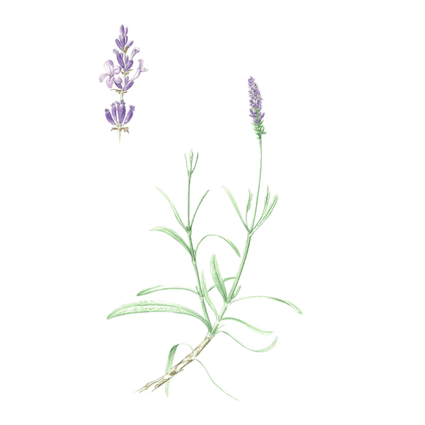 Acquisto olio essenziale Lavanda spica Bio (Lavandula spica) di Spagna