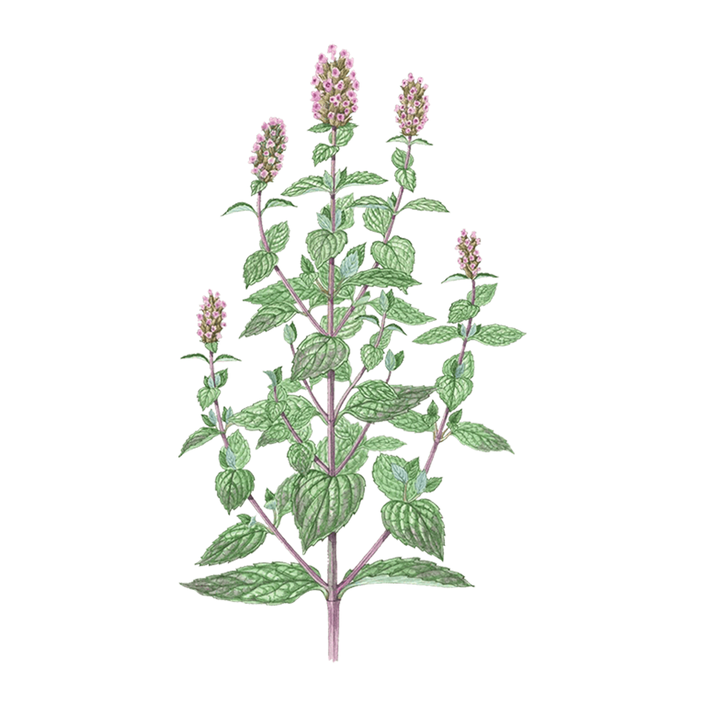 Menta piperita