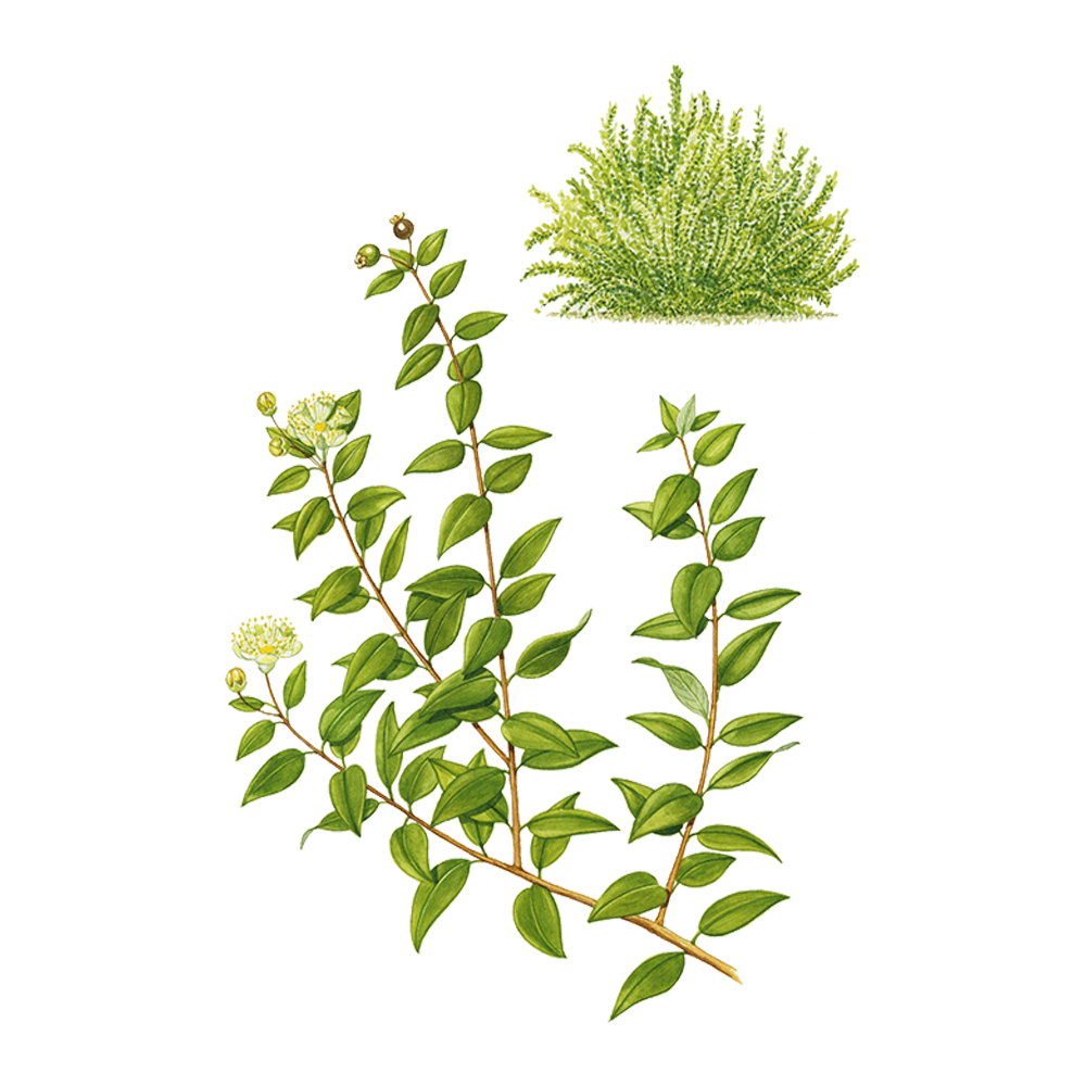 Mirto Comune (Myrtus communis)