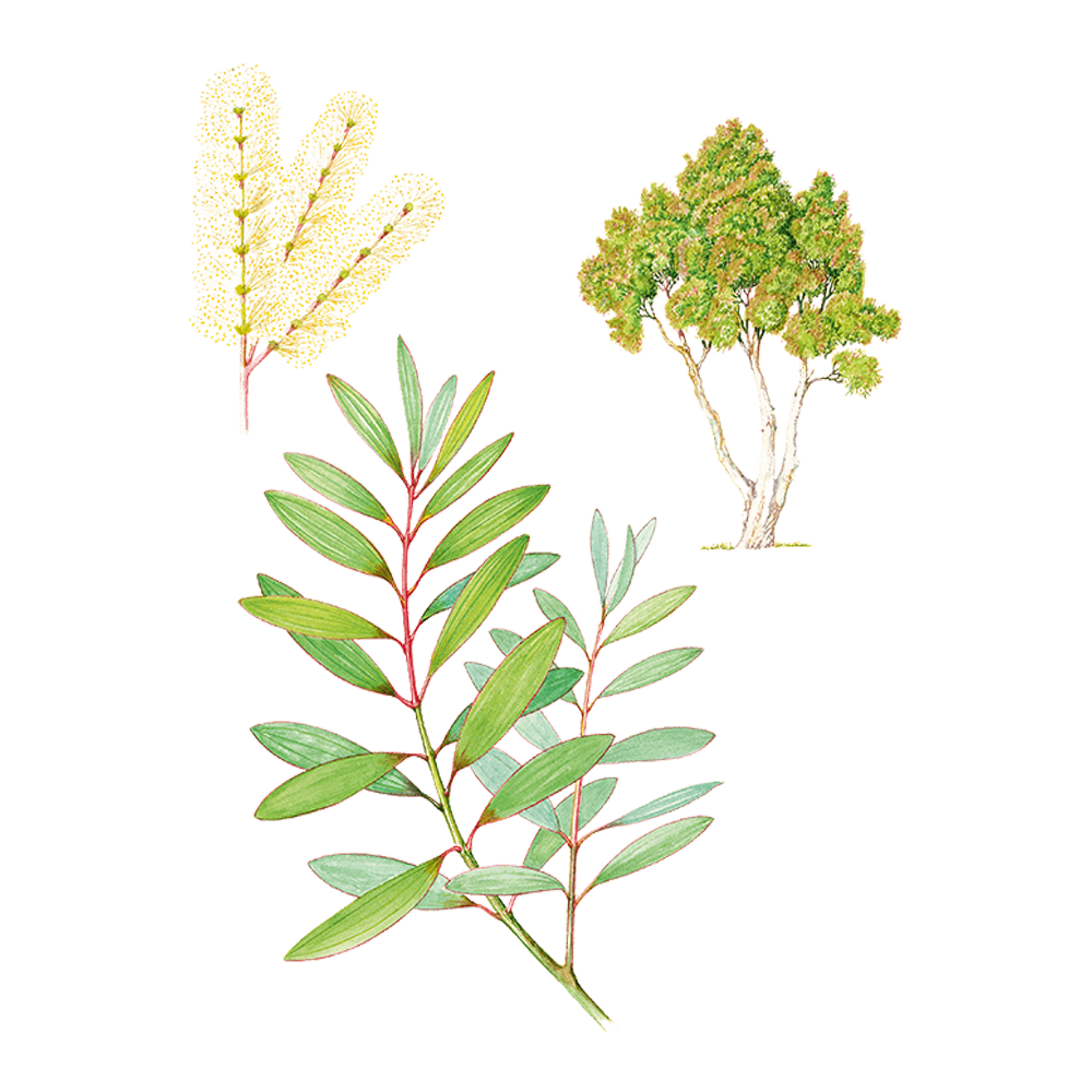 Niaouli (Melaleuca quinquenervia cineolifera, syn. Melaleuca viridiflora)