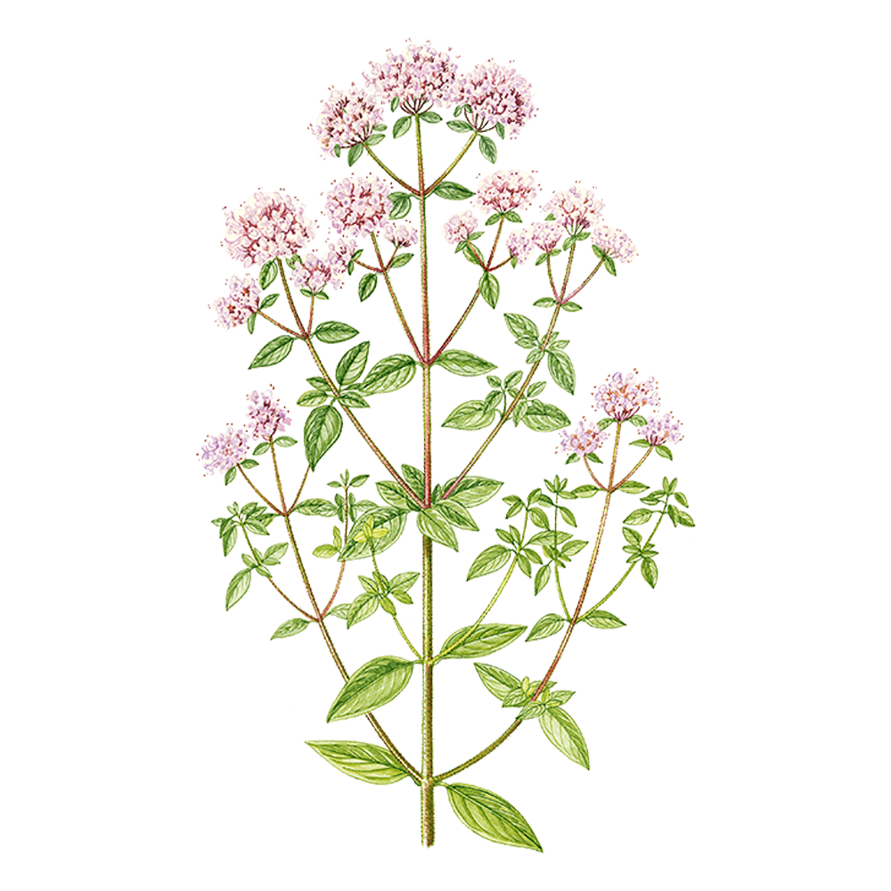 Origano ad infiorescenze compatte (Origanum compactum)