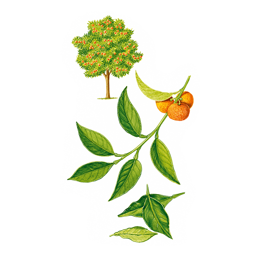 Petit grain di melangolo (Citrus aurantium ssp.amara (folia))