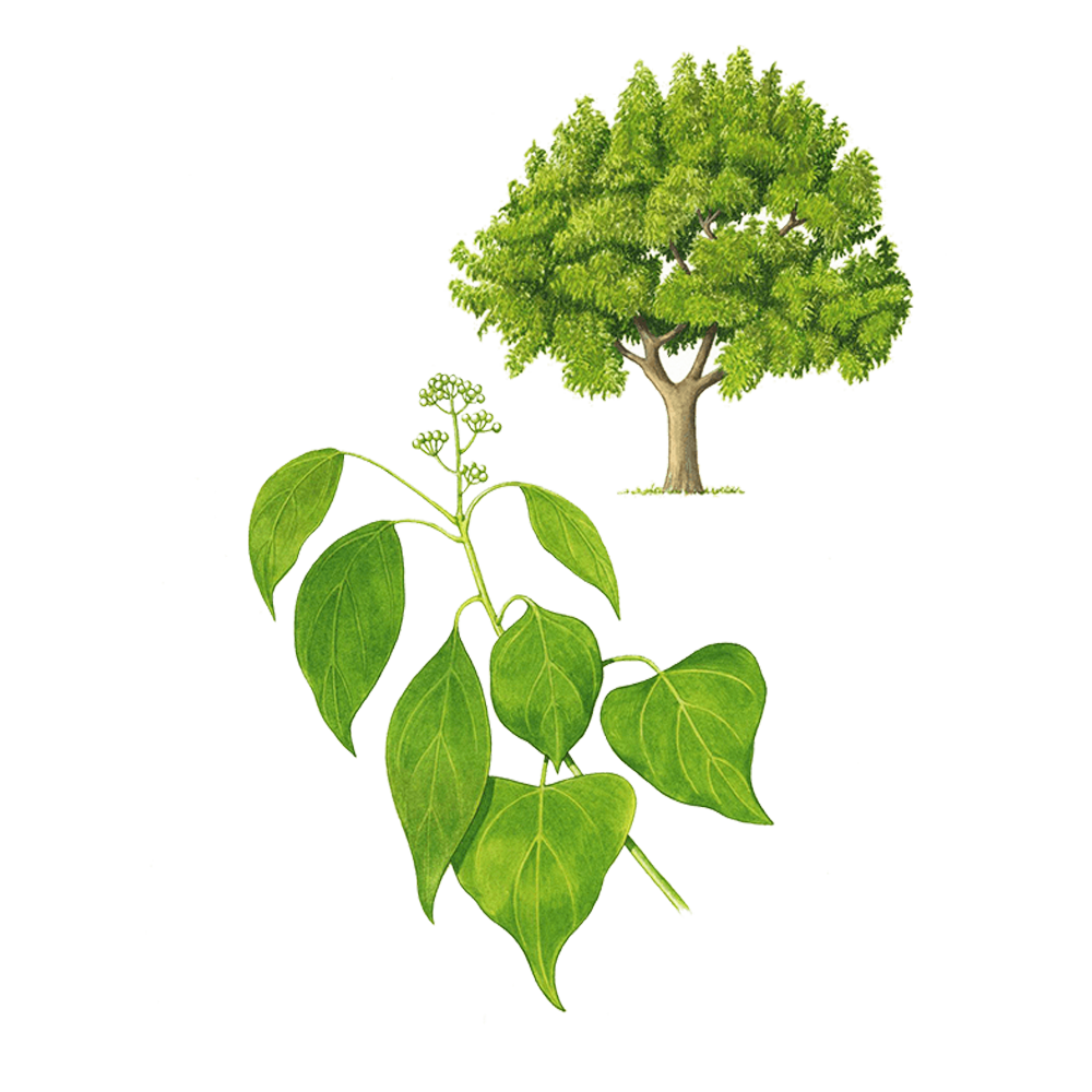 Ravintsara (Cinnamomum camphora)