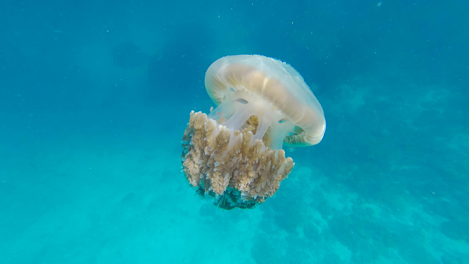 Come lenire la puntura di una medusa? 4 rimedi naturali
