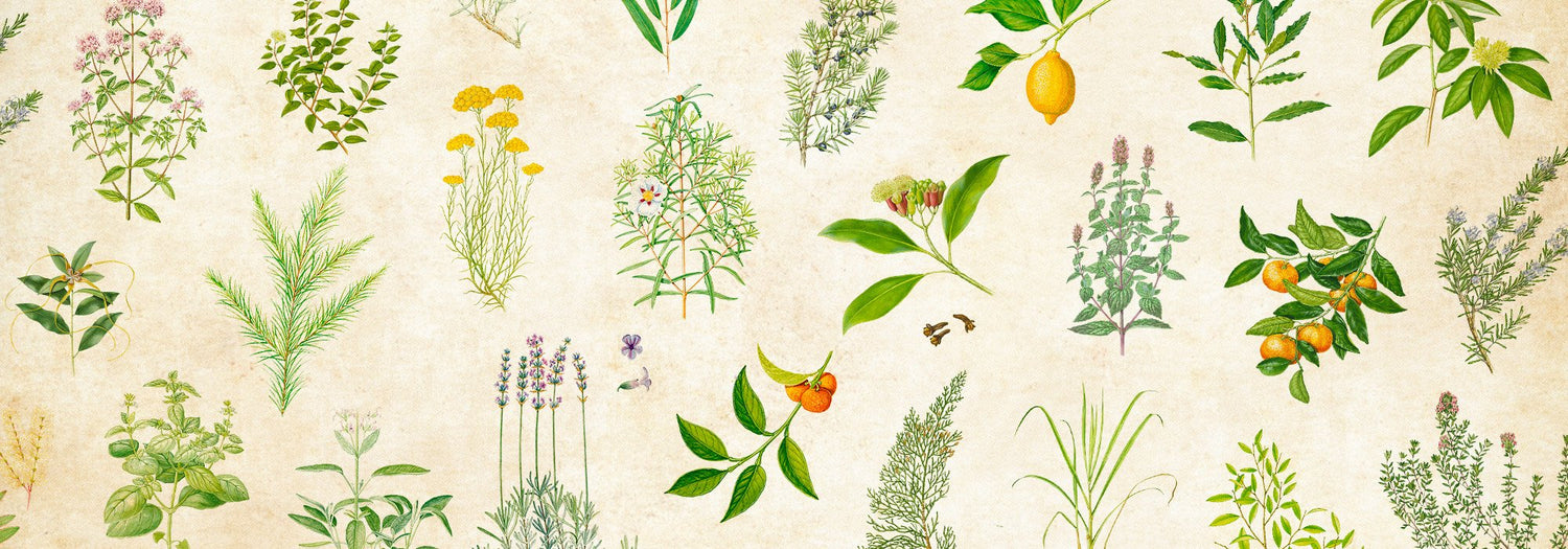 L'erbario aromatico puressentiel