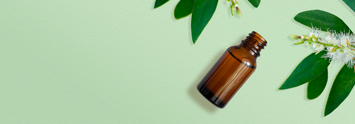 Olio essenziale di Niaouli: benefici e modi di utilizzo