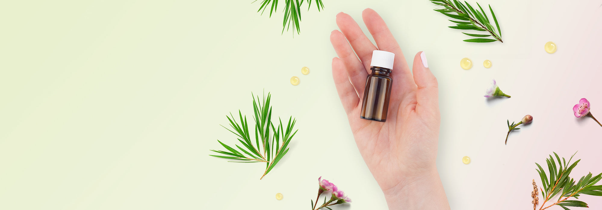 Olio essenziale di tea tree: proprietà e come utilizzarlo