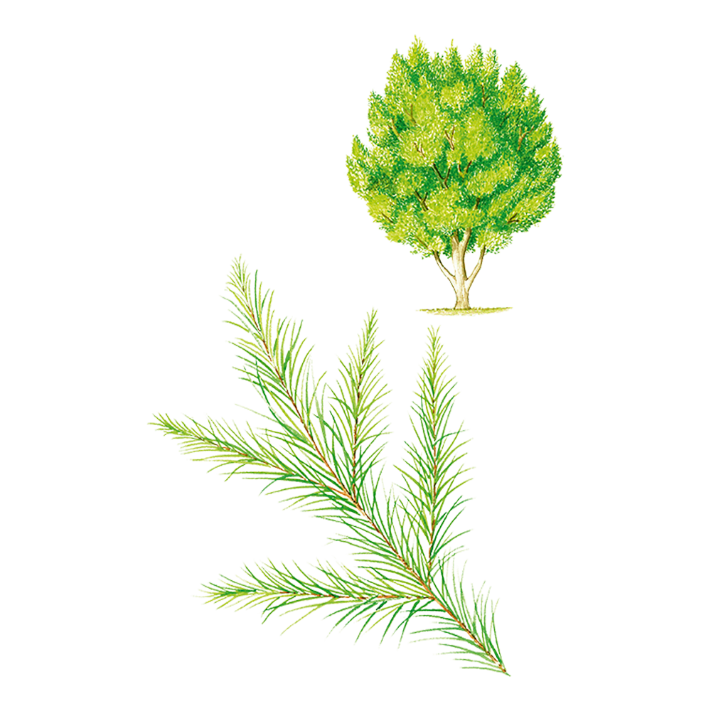albero del te tea tree