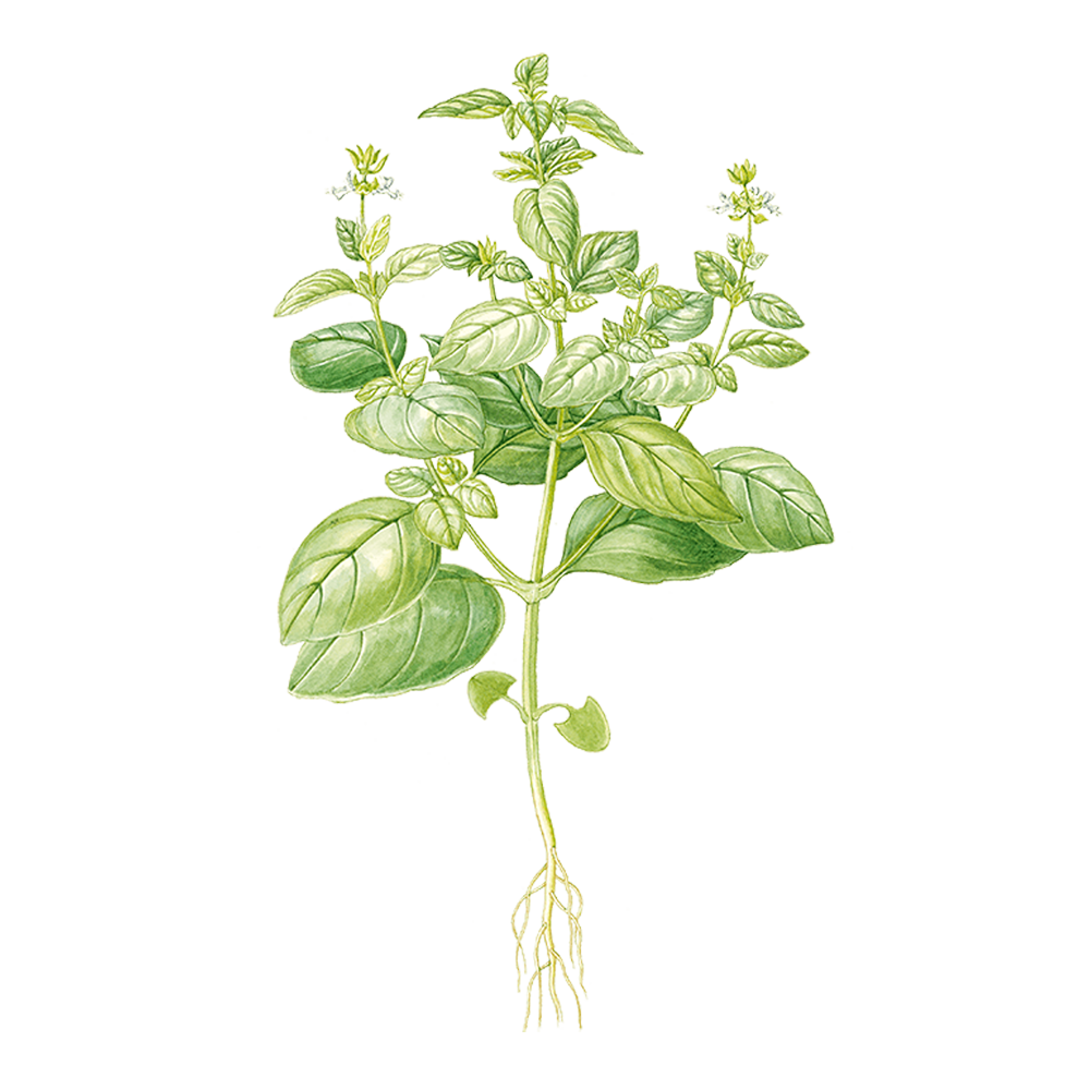 Basilico esotico (Ocimum basilicum var. basilicum)