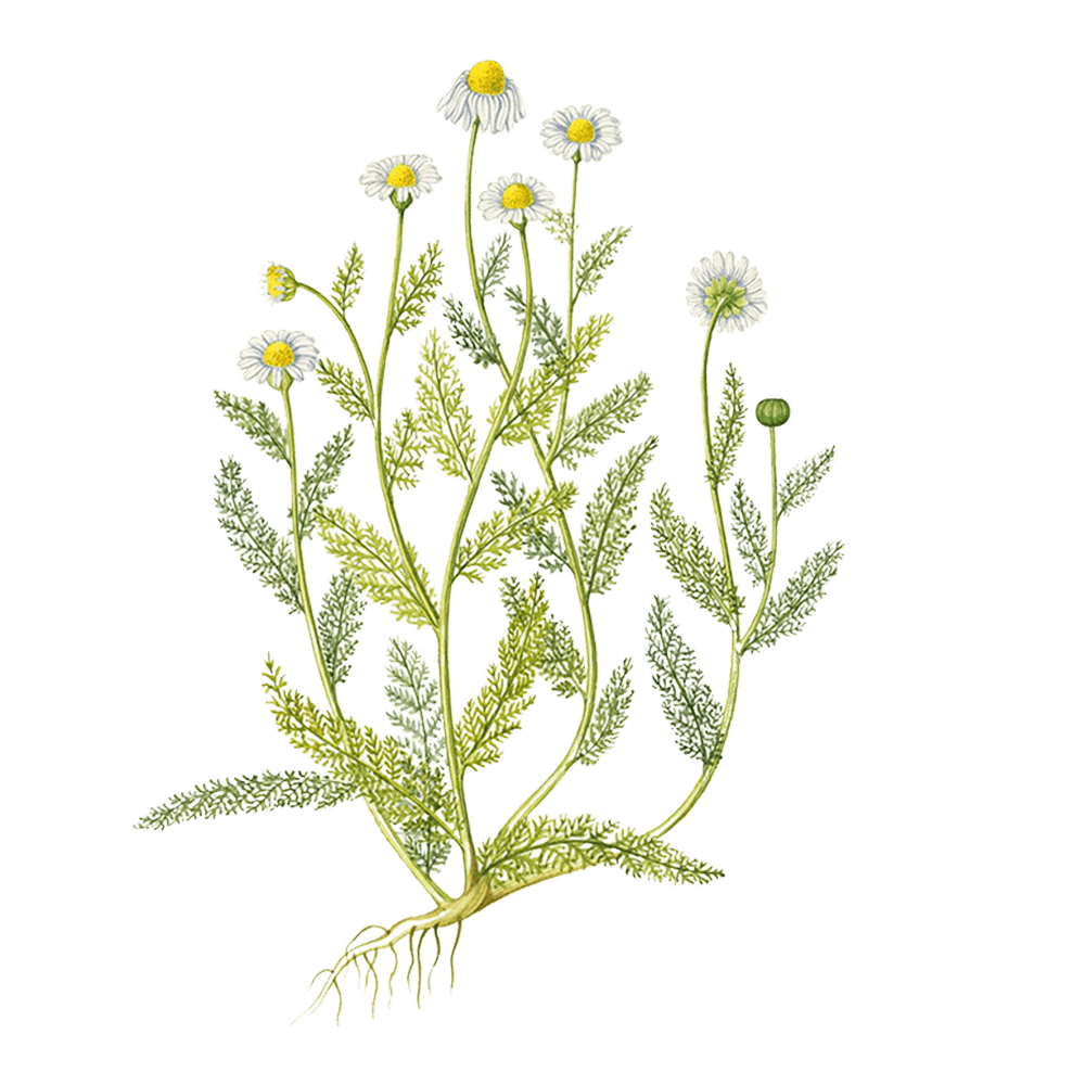 Camomilla Romana (Chamaemelum nobile)