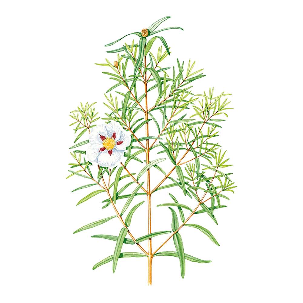 Cistus ladaniferus