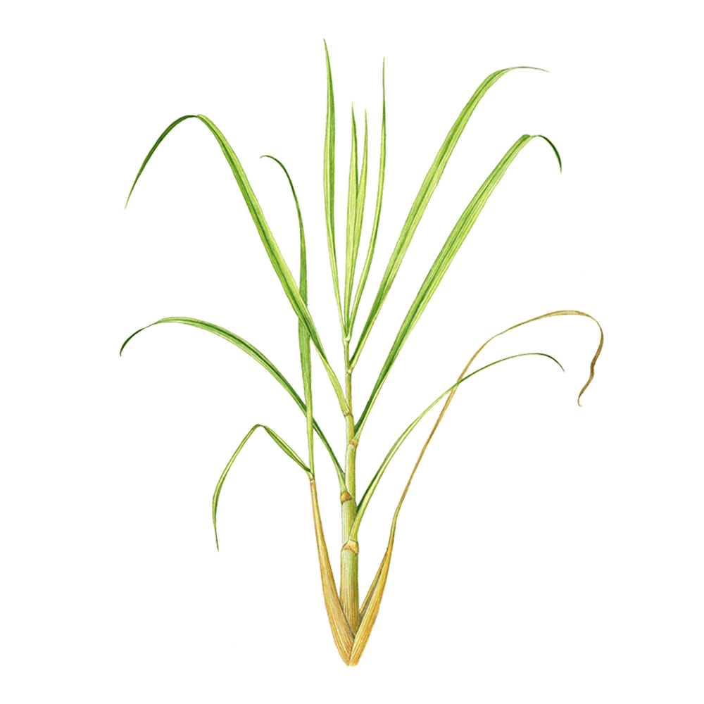 Citronella di giava (Cymbopogon winterianus)