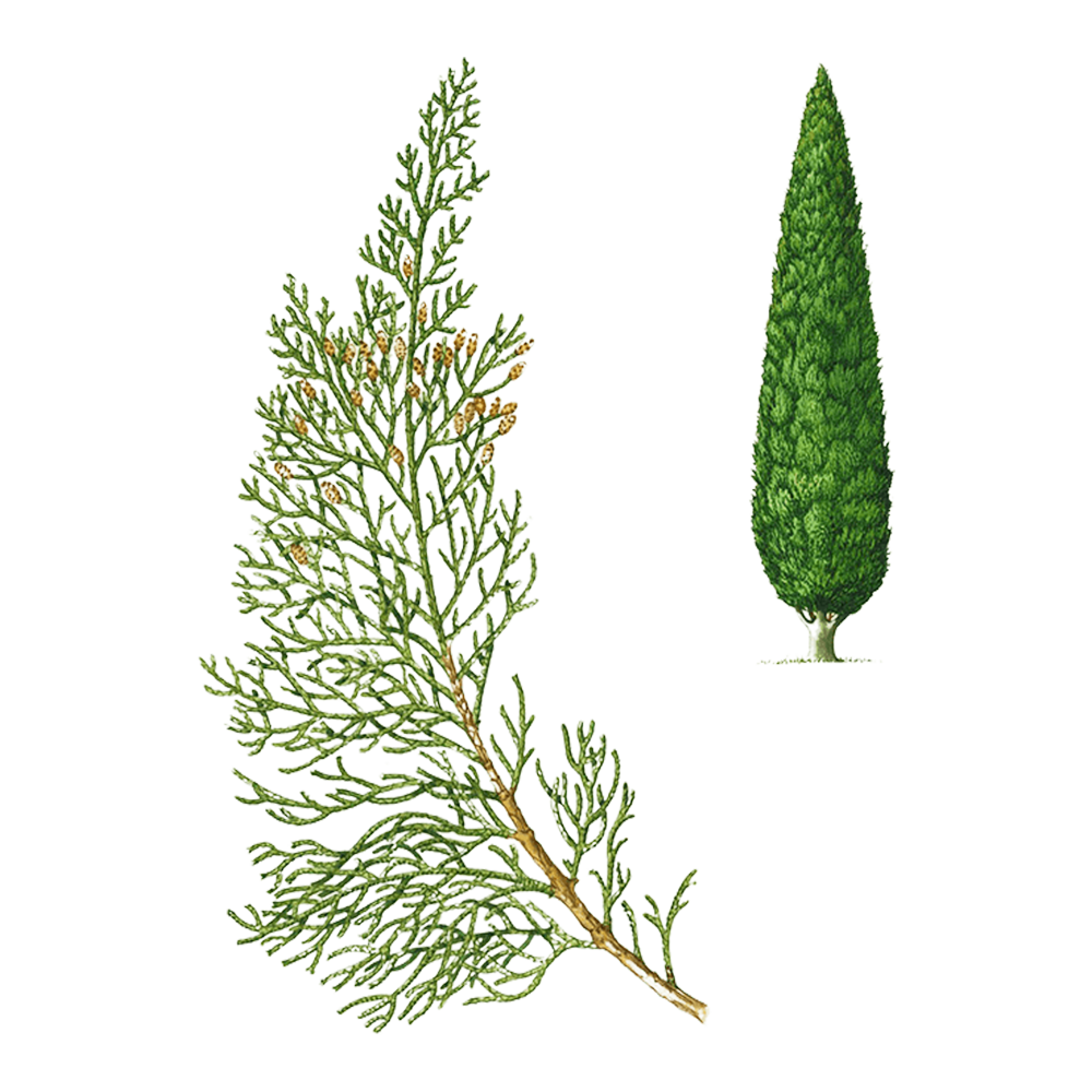 Cipresso (Cupressus sempervirens)