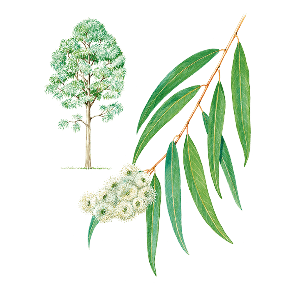 Eucalipto radiata o eucalyptus officinale (Eucalyptus radiata)