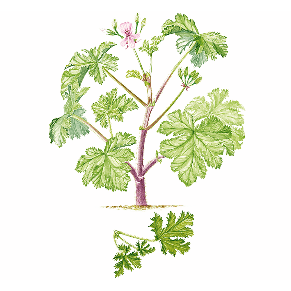 Geranio odorante o geranio rosato (Pelargonium x asperum cv. Egypte)