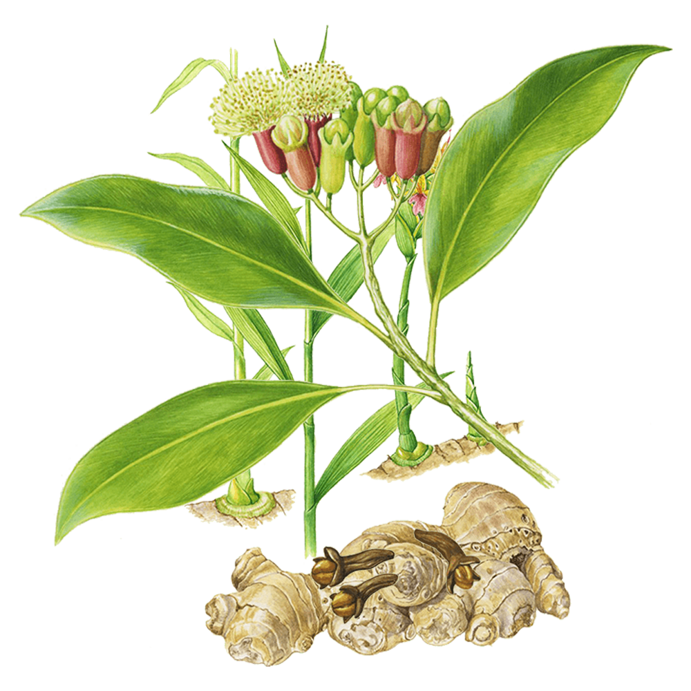Garofano (Syzygium aromaticum)