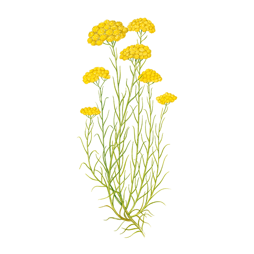 Elicriso o immortale (Helichrysum italicum)