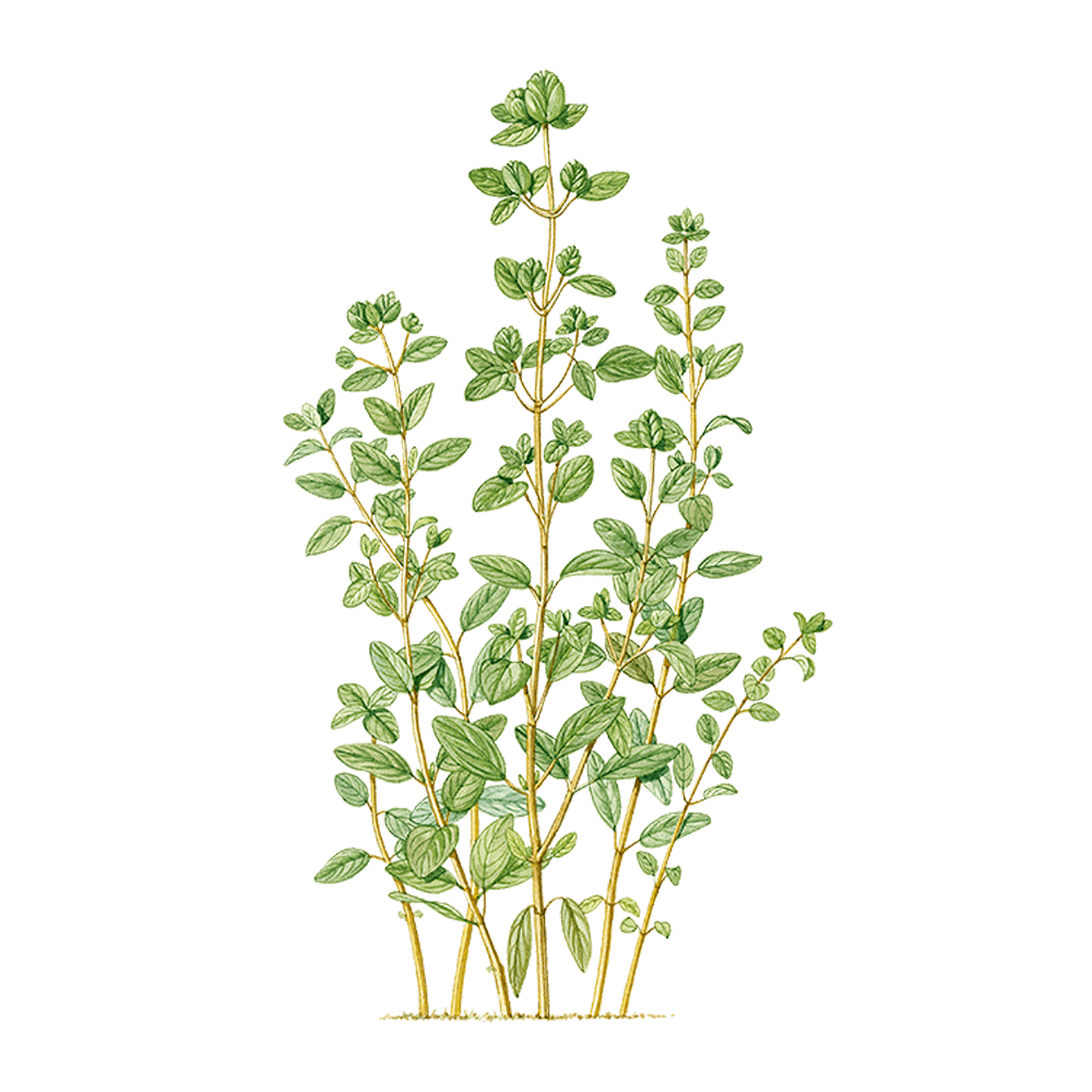 Maggiorana a conchiglia o maggiorana dei giardini (Origanum majorana)