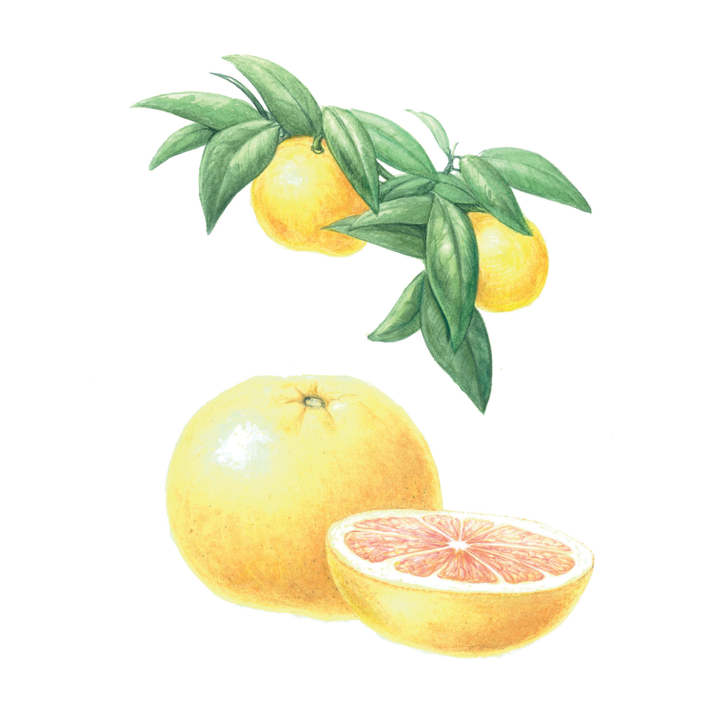 pompelmo