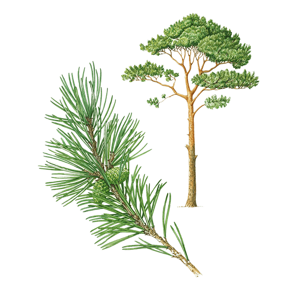 Pino silvestre (Pinus sylvestris)