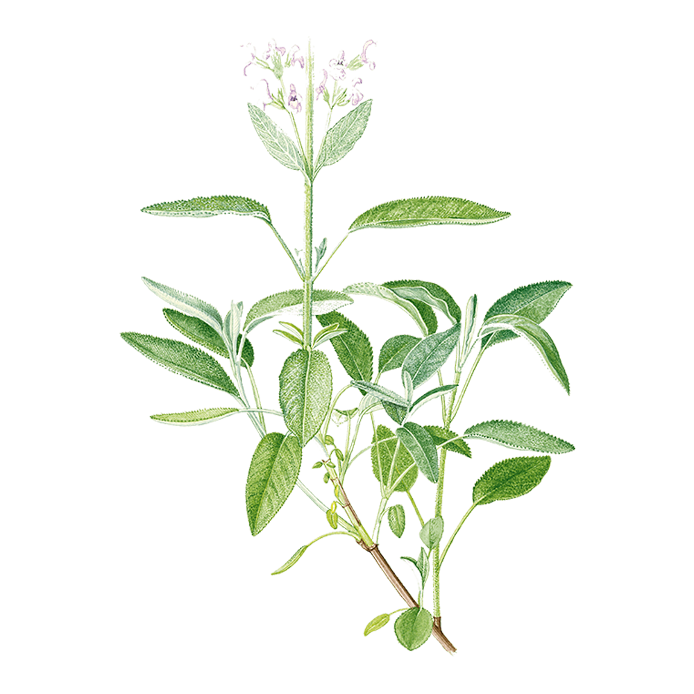 salvia sclarea