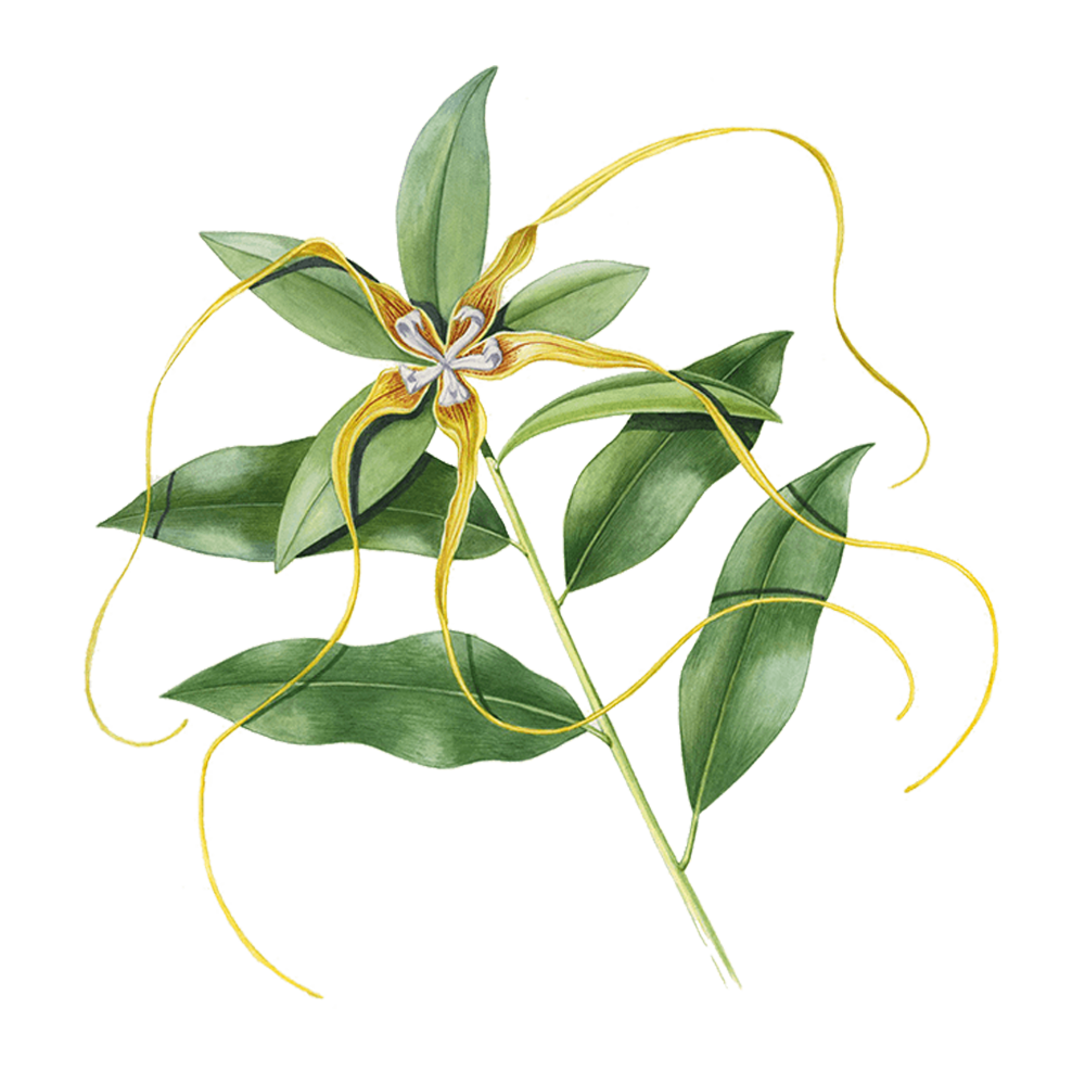 ylang ylang