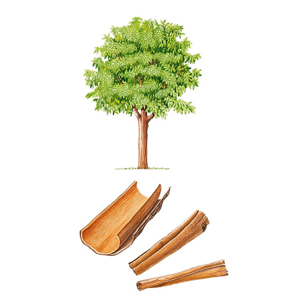 Cannella di ceylon (Cinnamomum veruma)