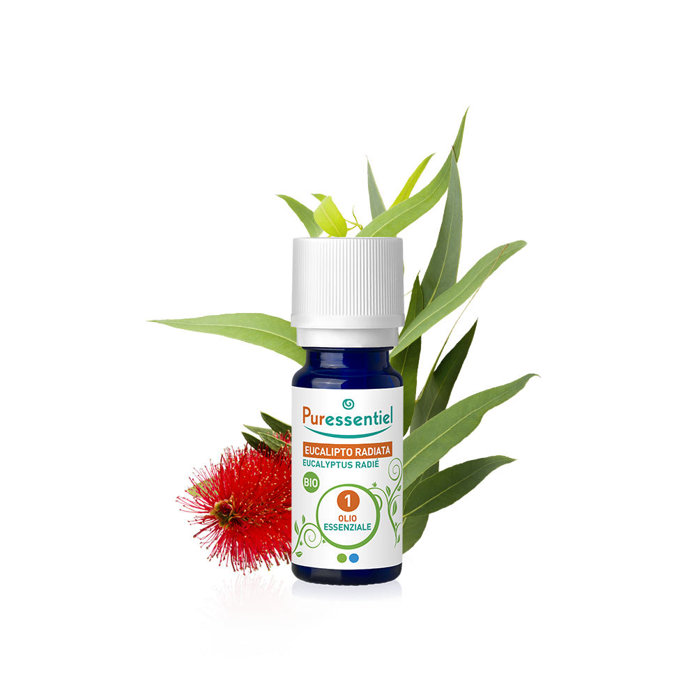 Eucalipto Radiata Bio Olio Essenziale