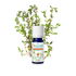 Timo A Linalolo Bio Olio Essenziale